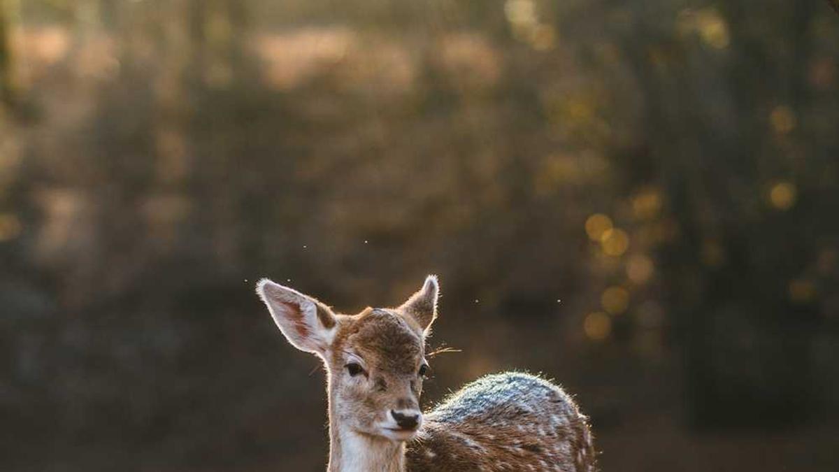 萍乡十五天天气预报?