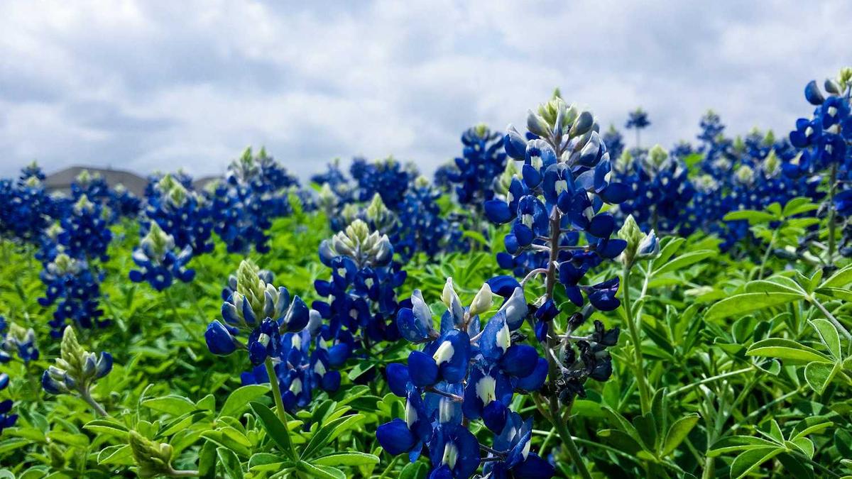 精油的功效与用法 十大常见精油功效和用法