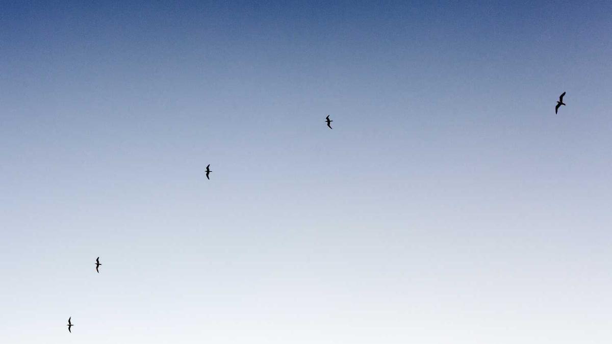 每逢佳节倍思亲的上一句和下一句是什么优选好句55句