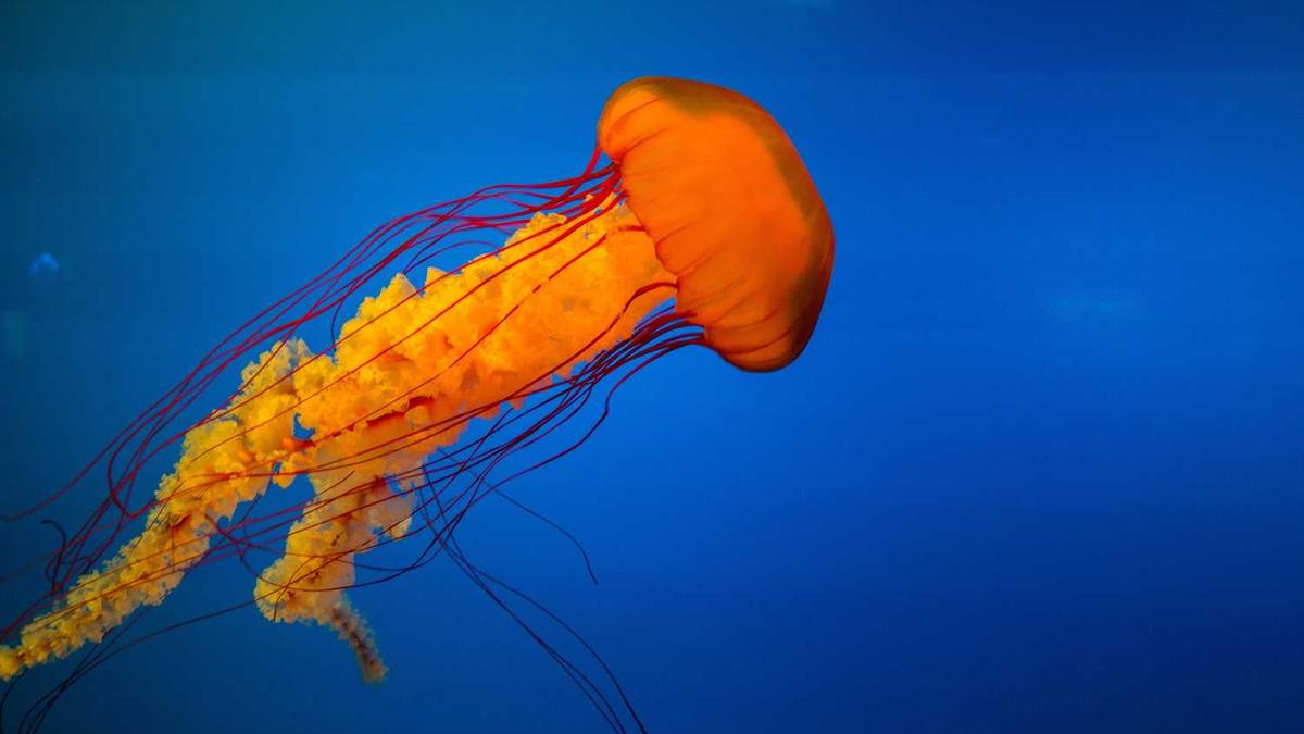 呼伦贝尔职业技术学院2025招生计划