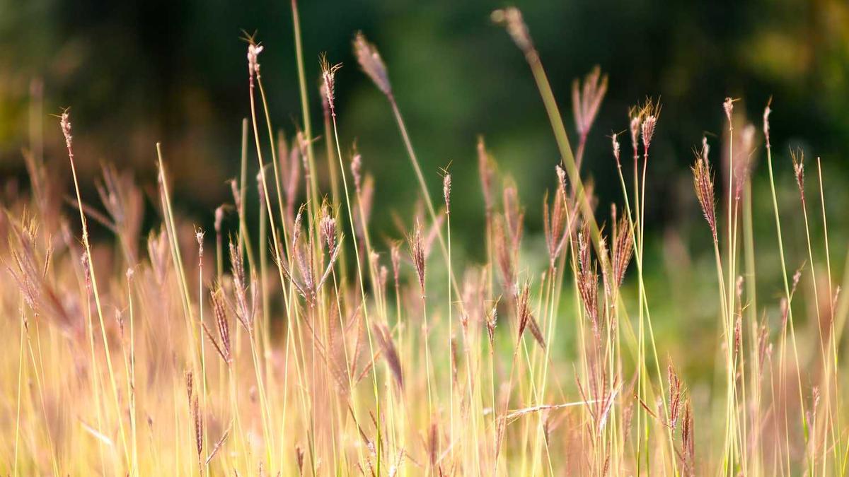 福建下厦门大学怎么预约进校园的