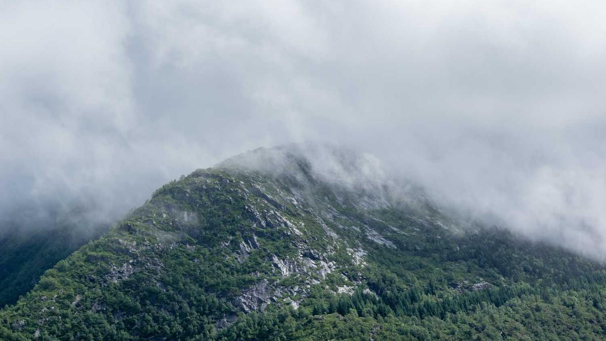 安庆林业局 油茶政策