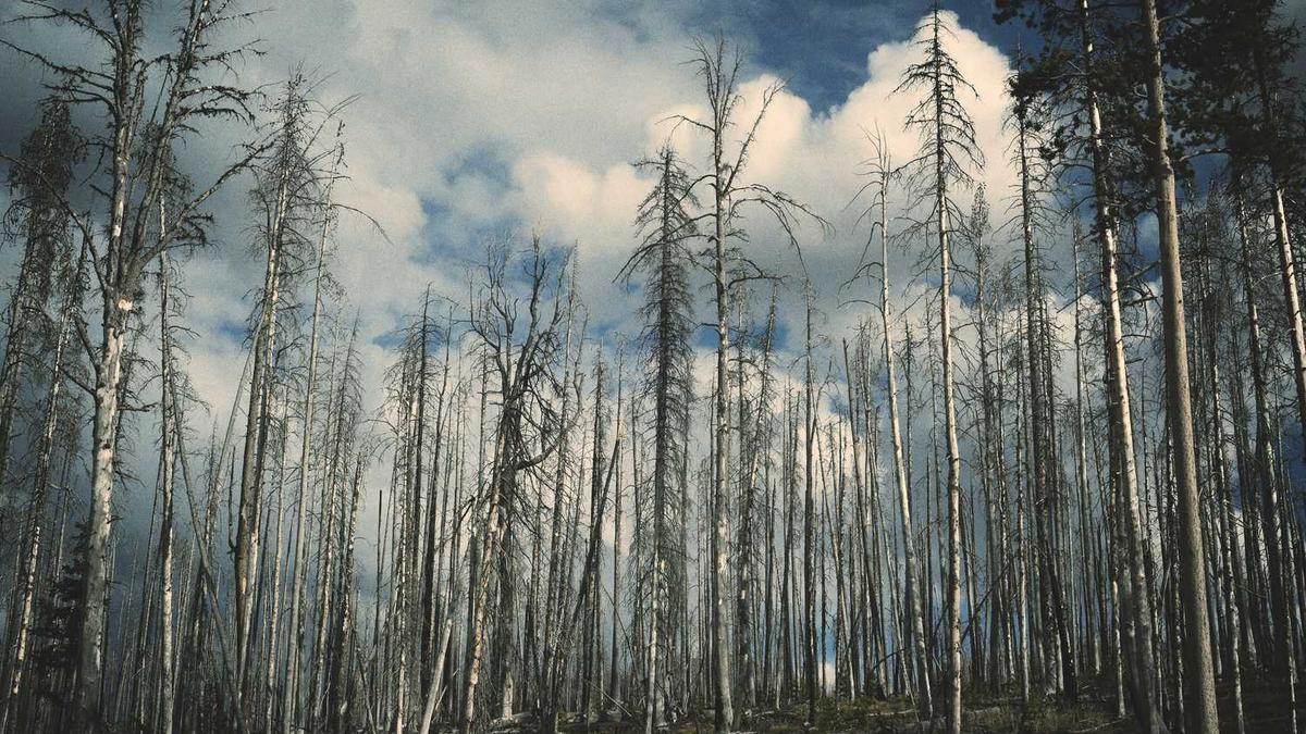 CBA 全明星单项赛名单出炉 青岛小将入围扣篮大赛