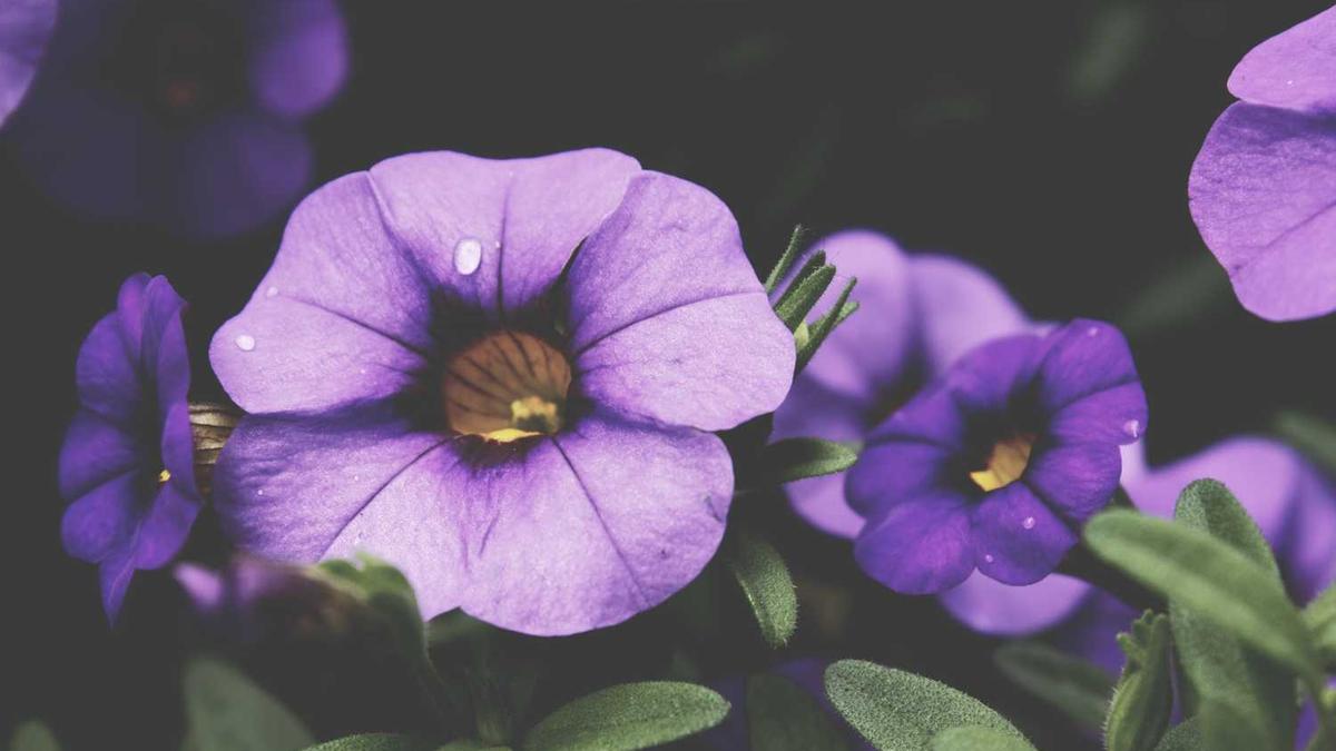 枣庄市智慧教育平台项目